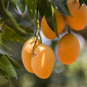 nurserylive-plants-mango-tree-grown-through-seeds-plant-16969021128844